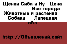 Щенки Сиба и Ну › Цена ­ 35000-85000 - Все города Животные и растения » Собаки   . Липецкая обл.